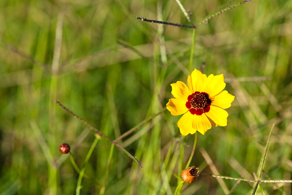 Coreopsis (Tickseed) (alternate view 5)