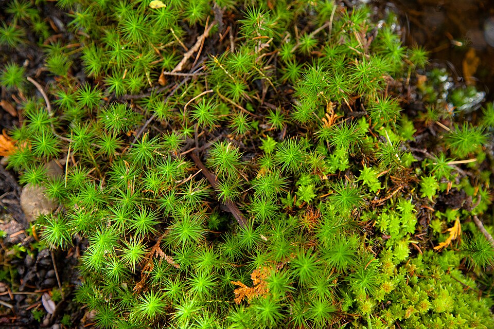 Polytrichum commune (Common Haircap Moss)