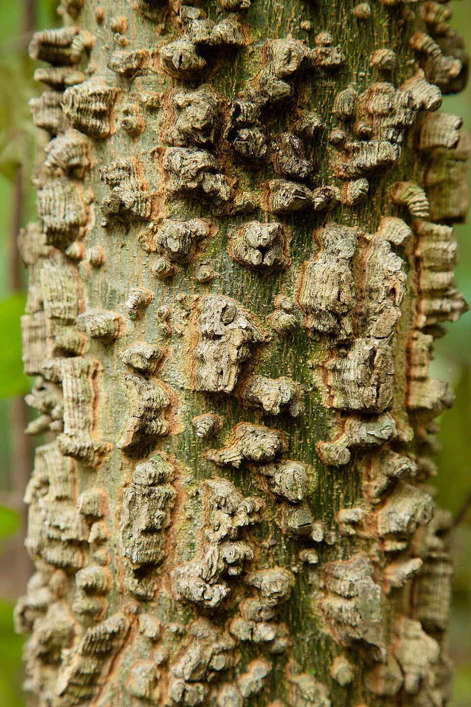 Celtis laevigata (sugar hackberry)