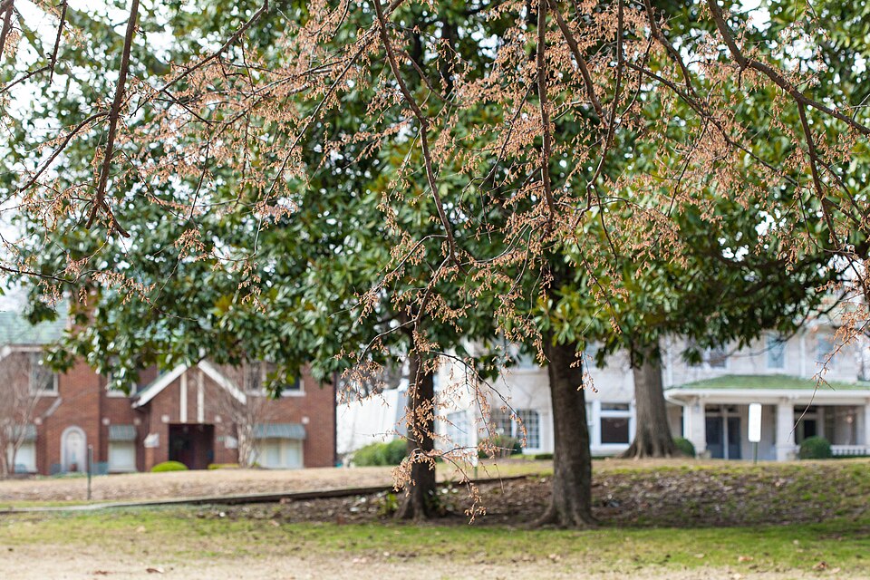 Ulmus americana (American Elm)
