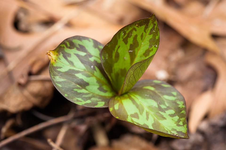 Trillium recurvatum (Prairie Trillium) (alternate view 9)