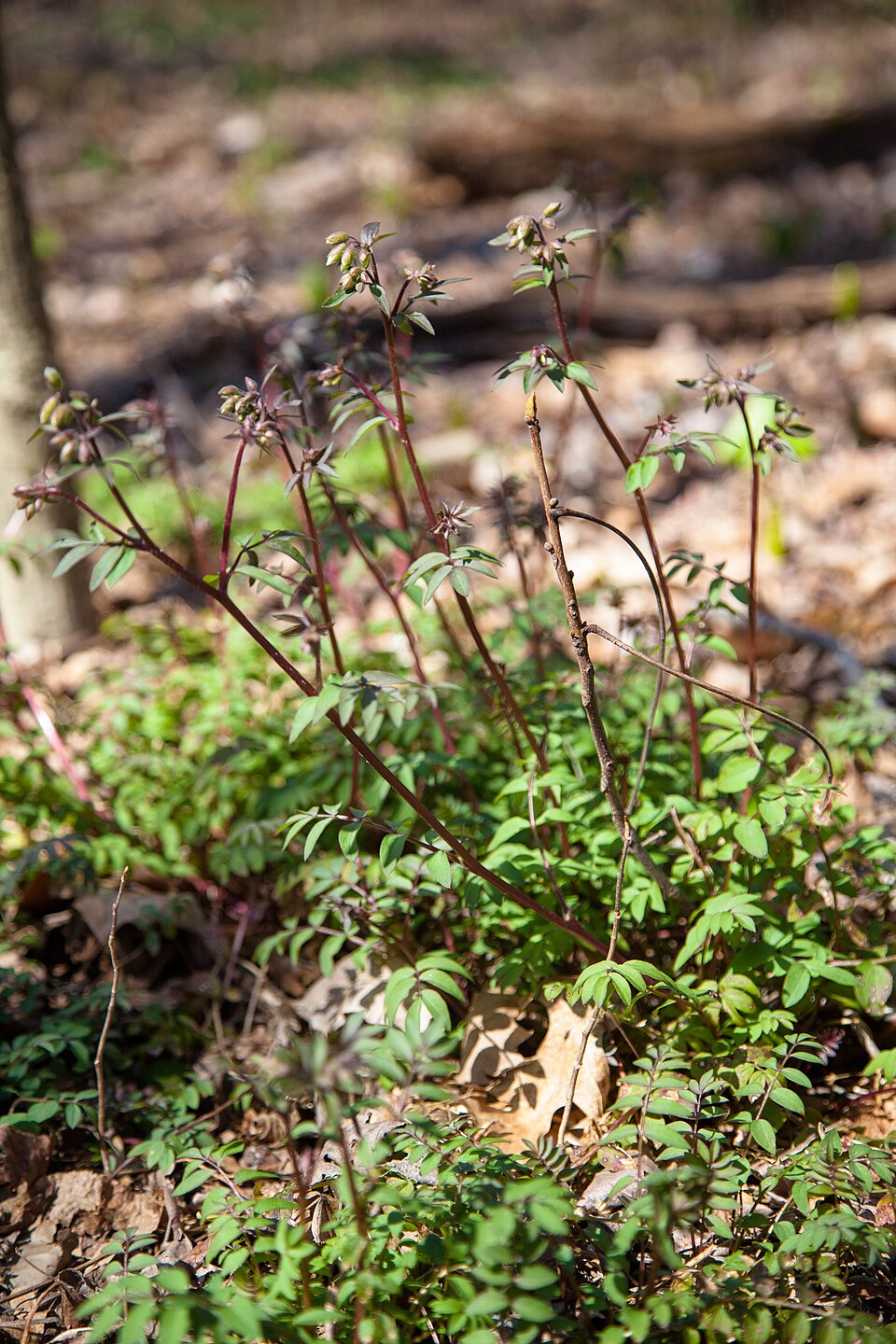 Polemonium reptans (Jacob's ladder) (alternate view 5)