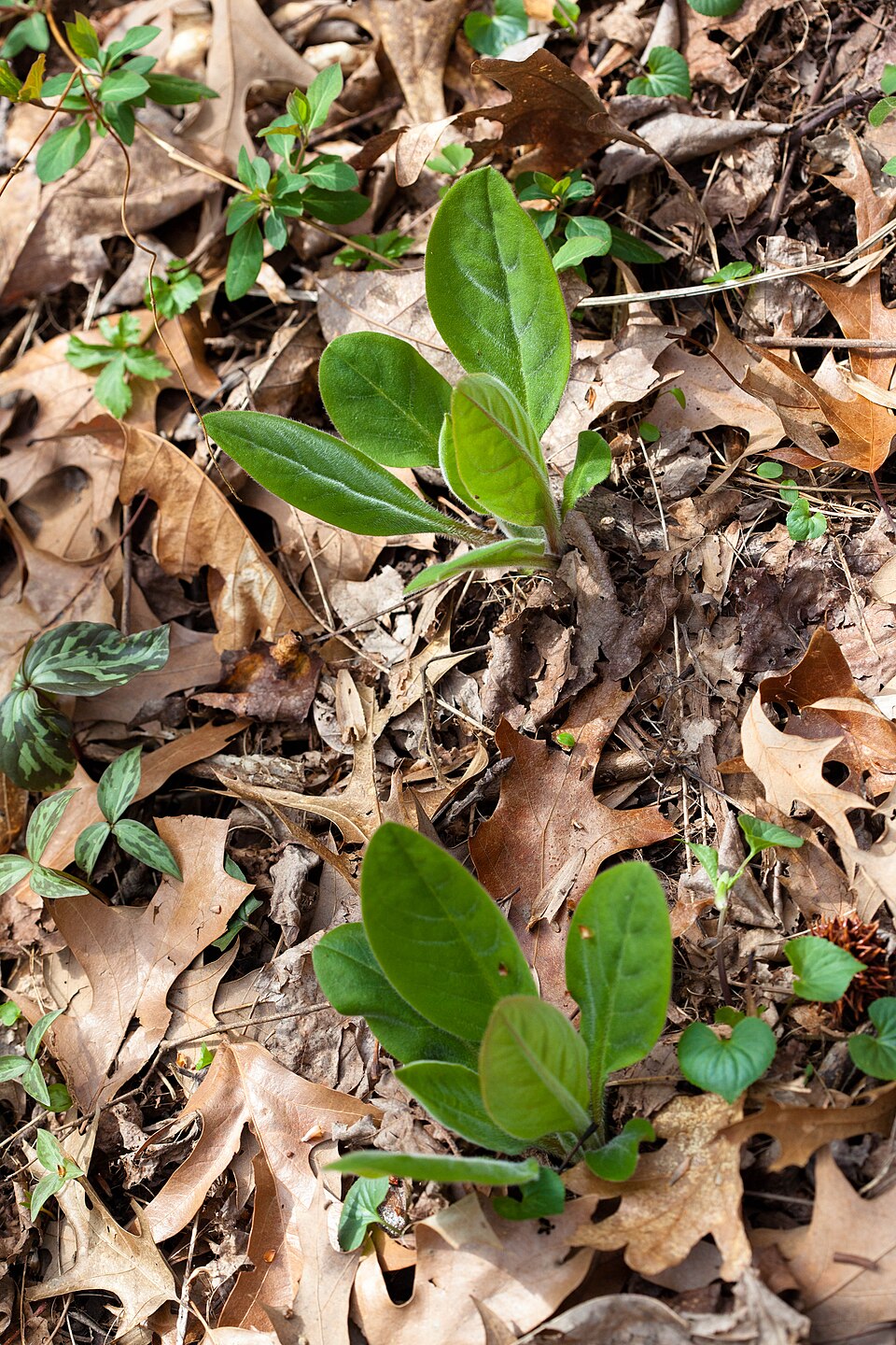Andersonglossum virginianum (wild comfrey) (alternate view 9)