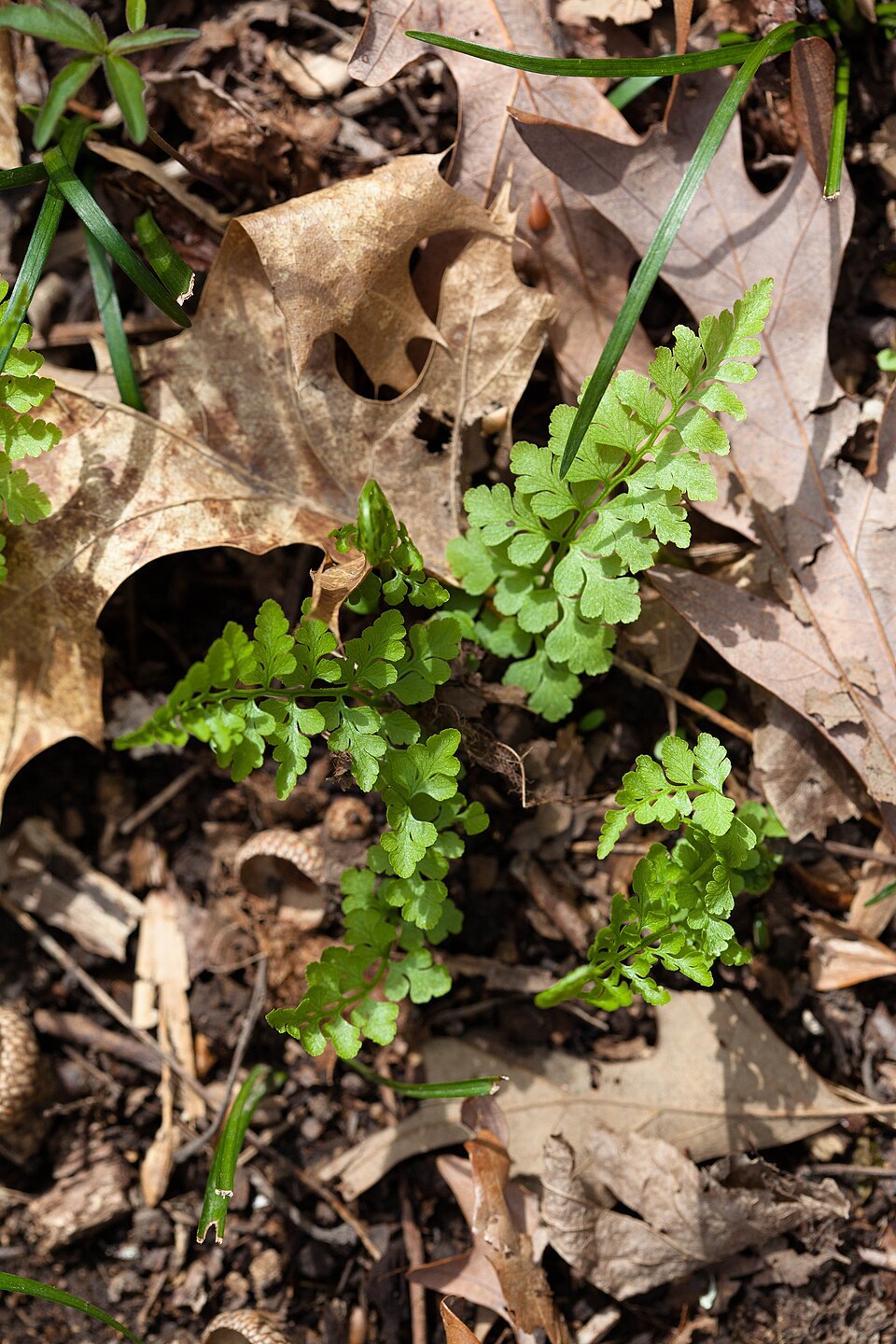 Cystopteris protrusa (lowland brittle fern) (alternate view 8)