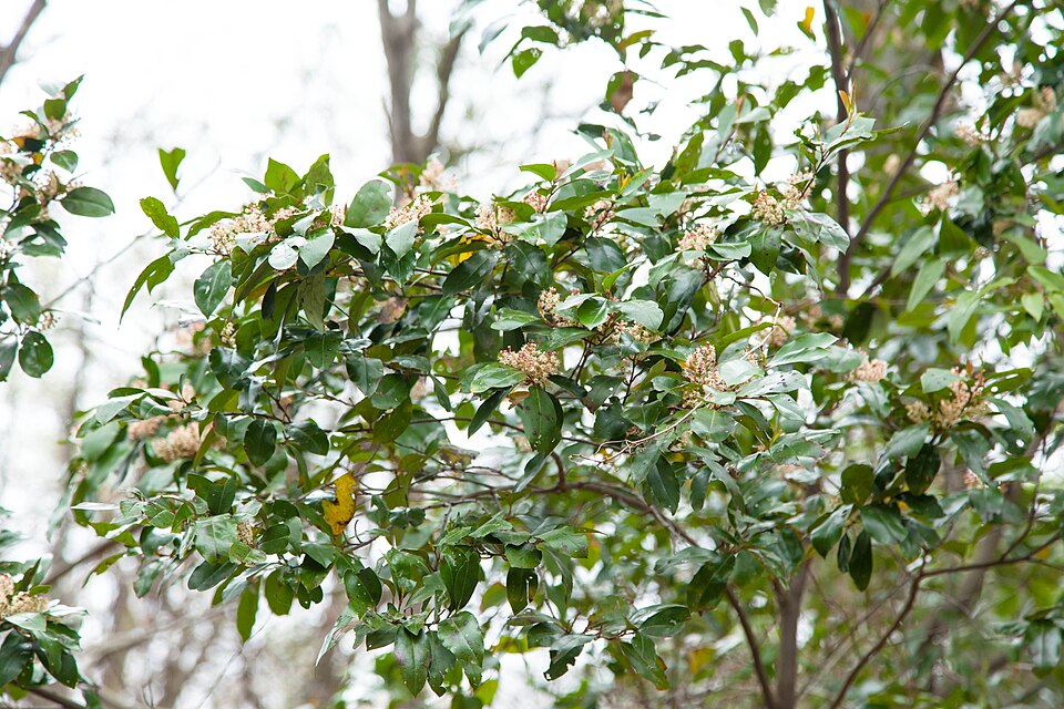 Prunus caroliniana (Carolina laurelcherry) (alternate view 4)