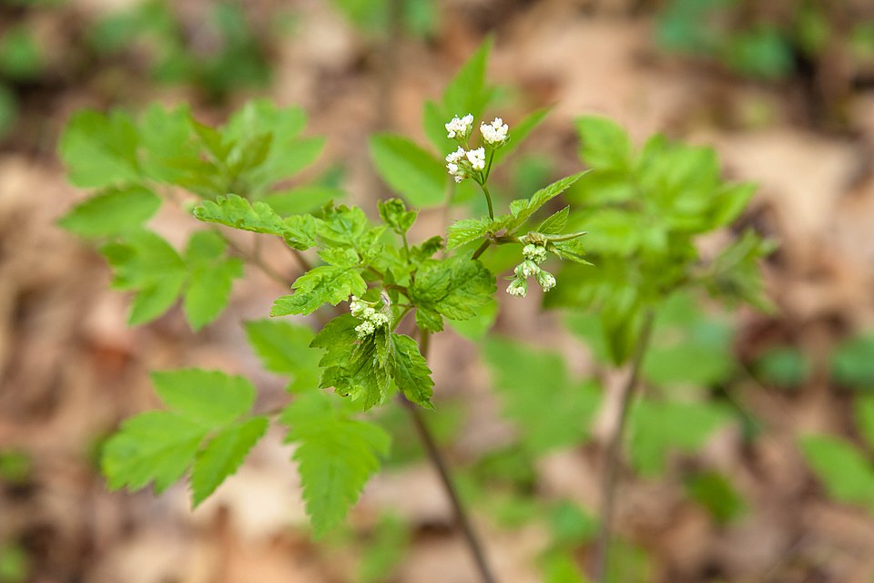 Osmorhiza (sweet cicely)
