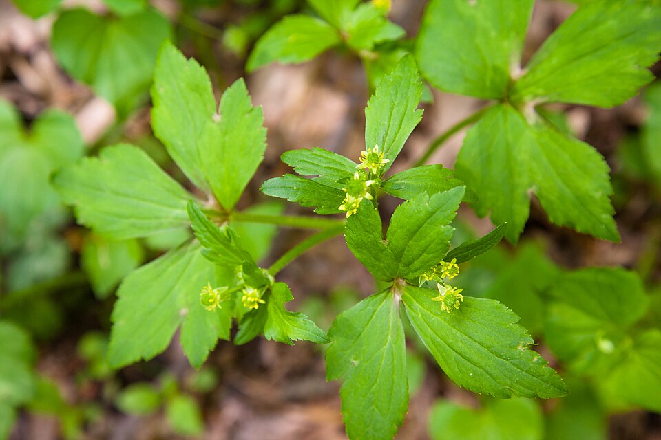 Ranunculus recurvatus (Hooked buttercup) (alternate view 4)