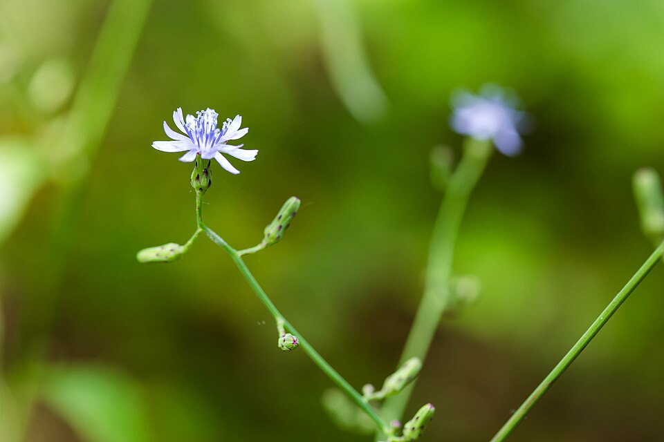Lactuca biennis (tall blue lettuce) (alternate view 6)