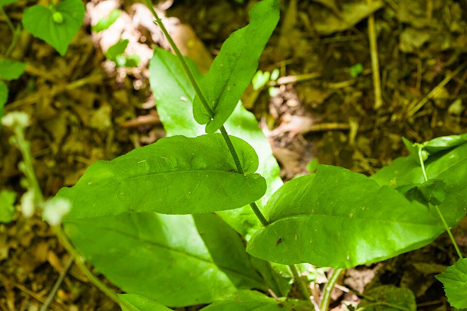 Andersonglossum virginianum (wild comfrey) (alternate view 10)
