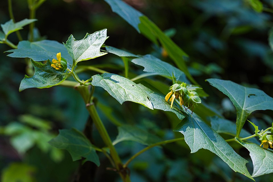 Smallanthus uvedalia (bear's foot) (alternate view 10)