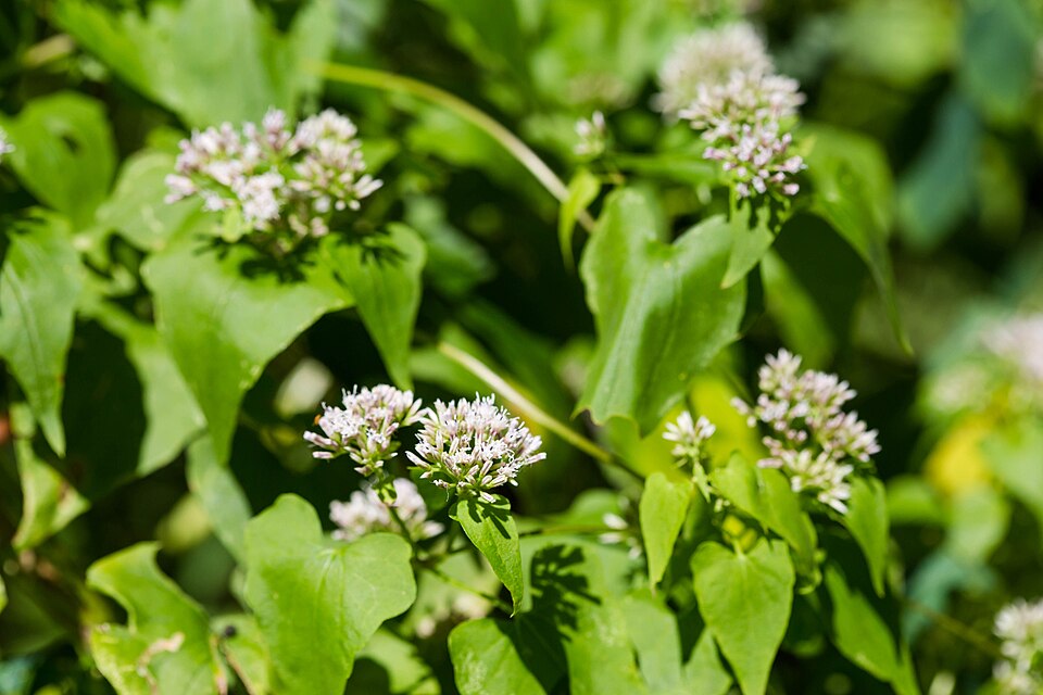 Mikania scandens (climbing hempvine) (alternate view 4)