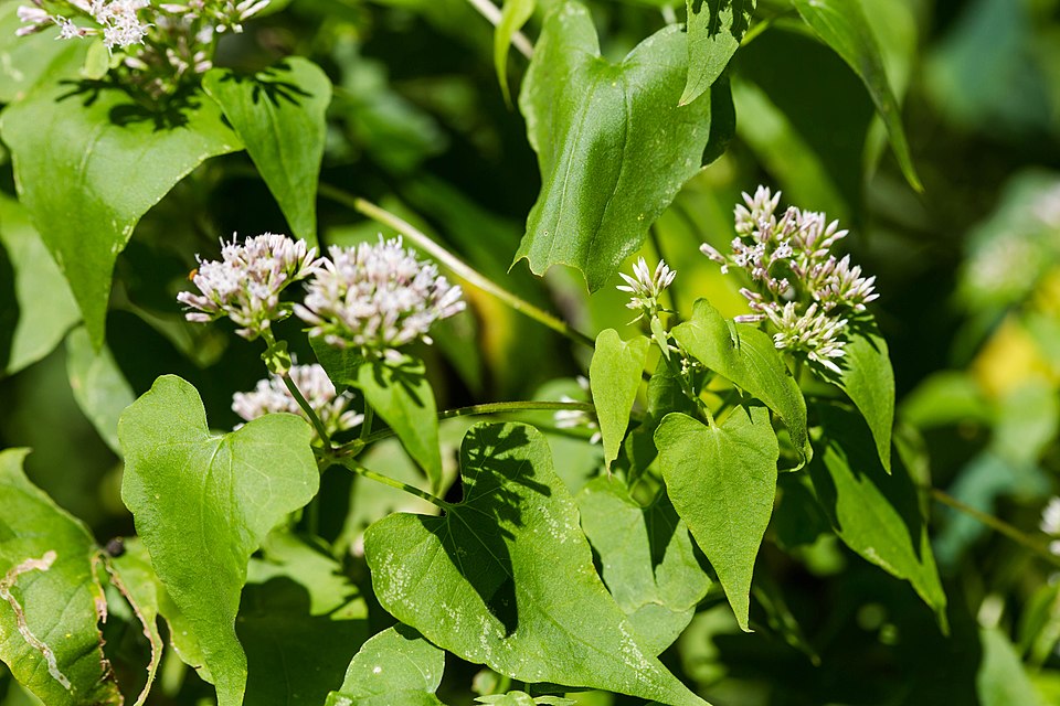 Mikania scandens (climbing hempvine) (alternate view 5)