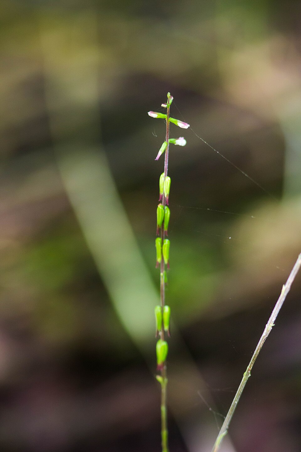 Phryma leptostachya (American lopseed) (alternate view 7)