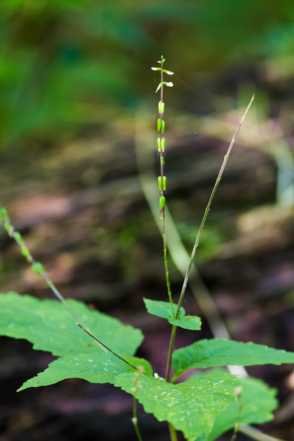 Phryma leptostachya (American lopseed) (alternate view 8)