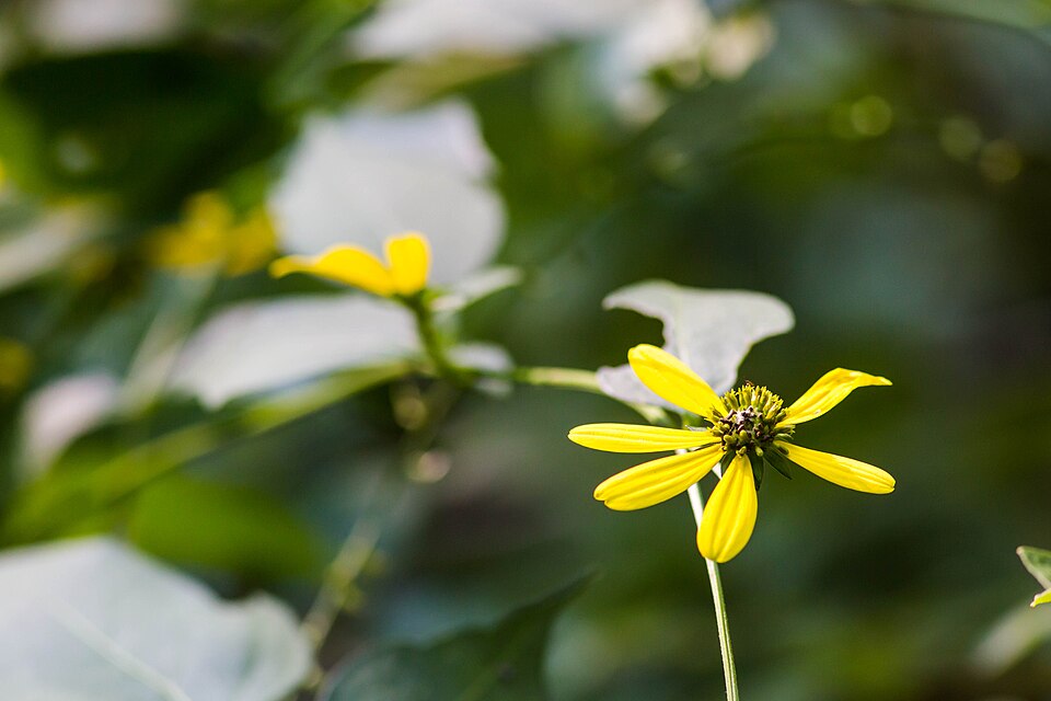Rudbeckia laciniata (cutleaf coneflower)