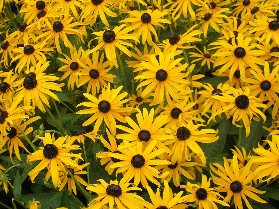 Rudbeckia (black-eyed Susans and coneflowers)