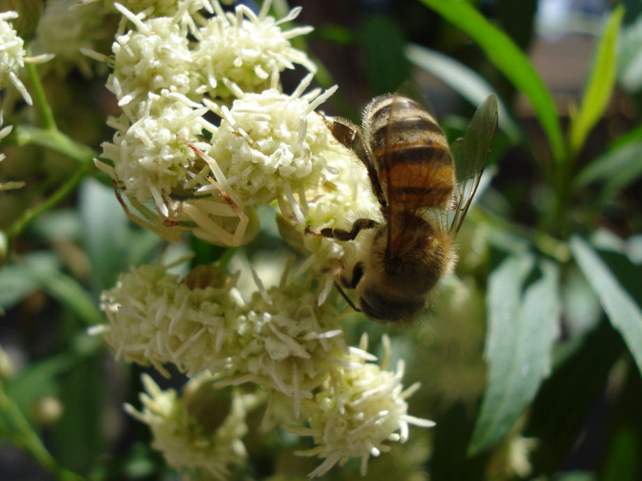 Baccharis salicifolia (mule fat)