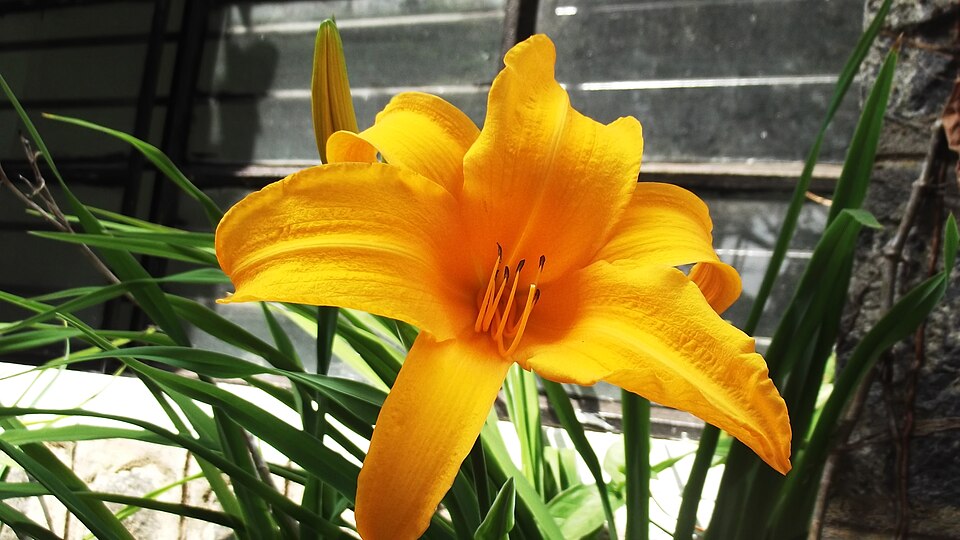 Hemerocallis (daylilies) (alternate view 8)