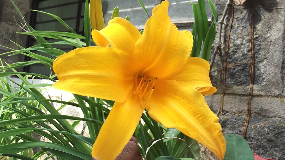 Hemerocallis (daylilies) (alternate view 9)