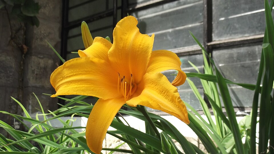 Hemerocallis (daylilies) (alternate view 10)