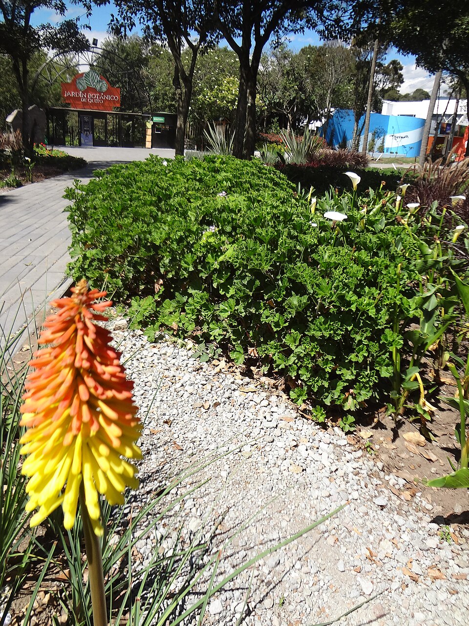 Kniphofia (Pokers) (alternate view 4)
