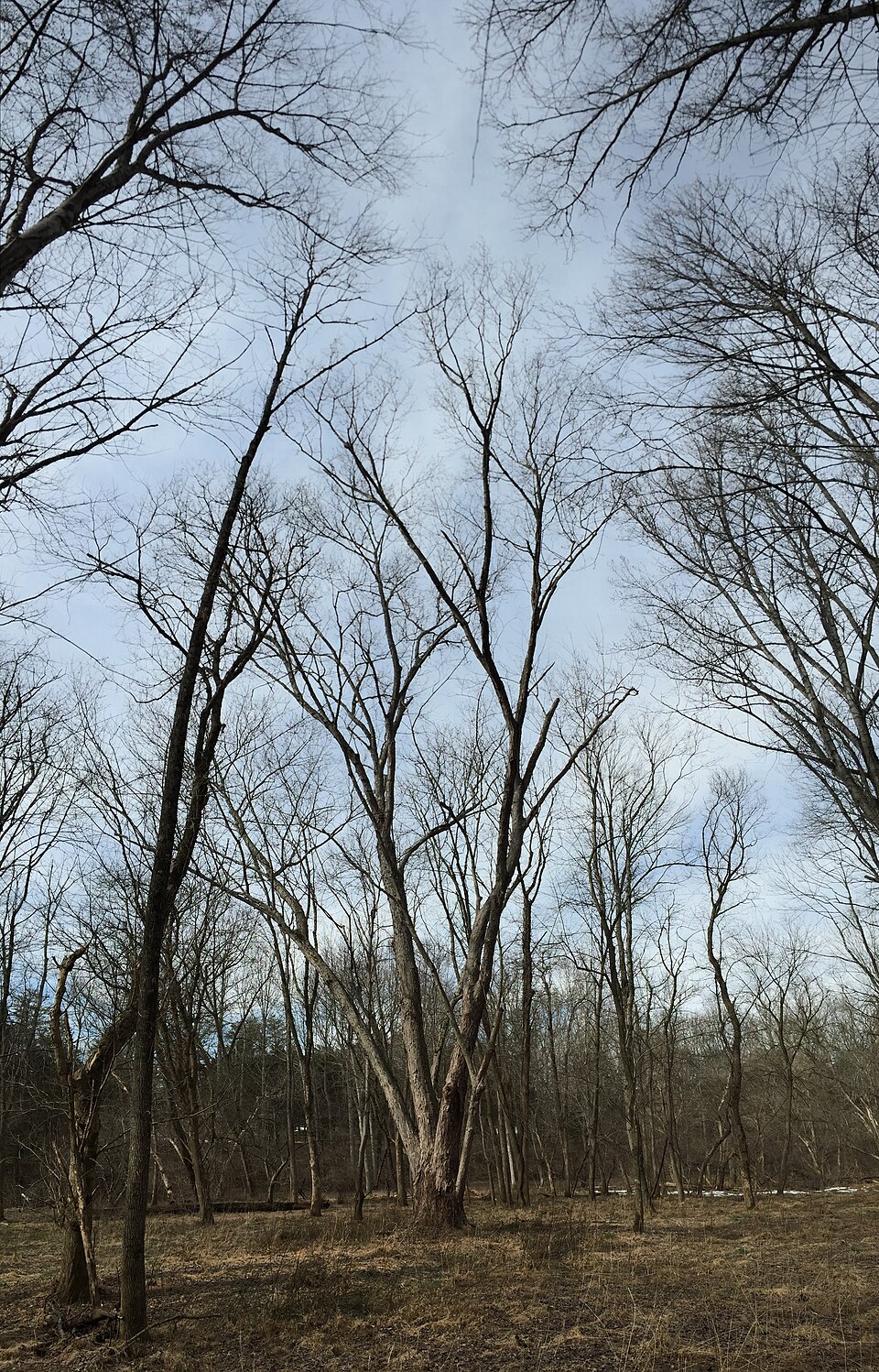 Acer saccharinum (silver maple) (alternate view 6)