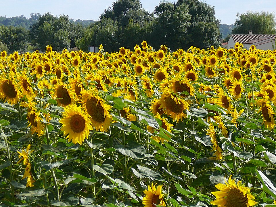Helianthus annuus (Common Sunflower)