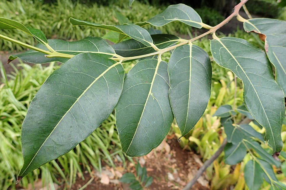 Eucalyptus deglupta (Rainbow Eucalyptus Tree) (alternate view 11)