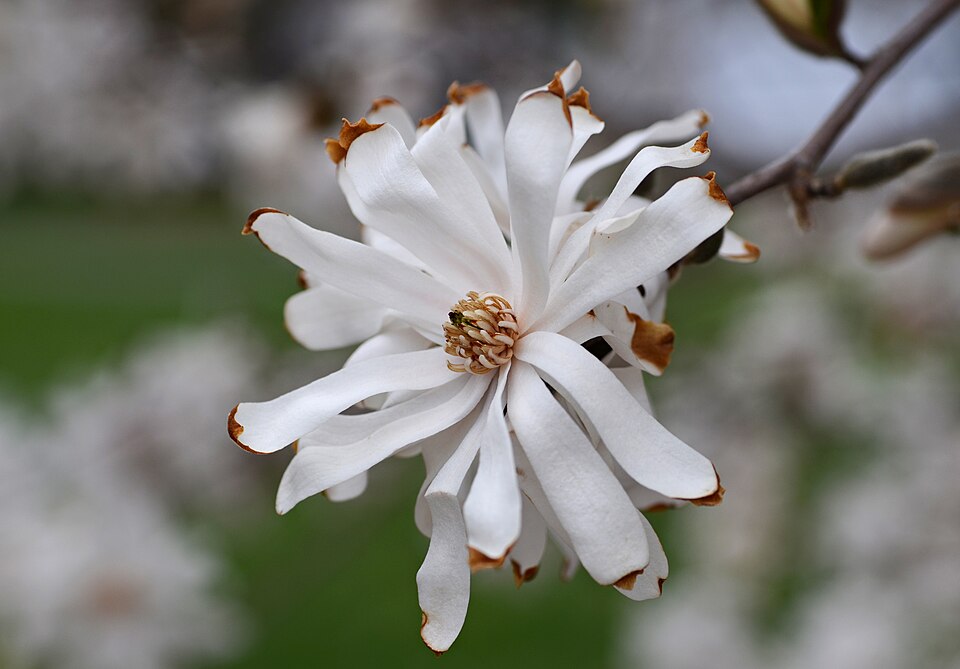 Magnolia stellata 'Royal Star' (Royal Star Magnolia Tree)