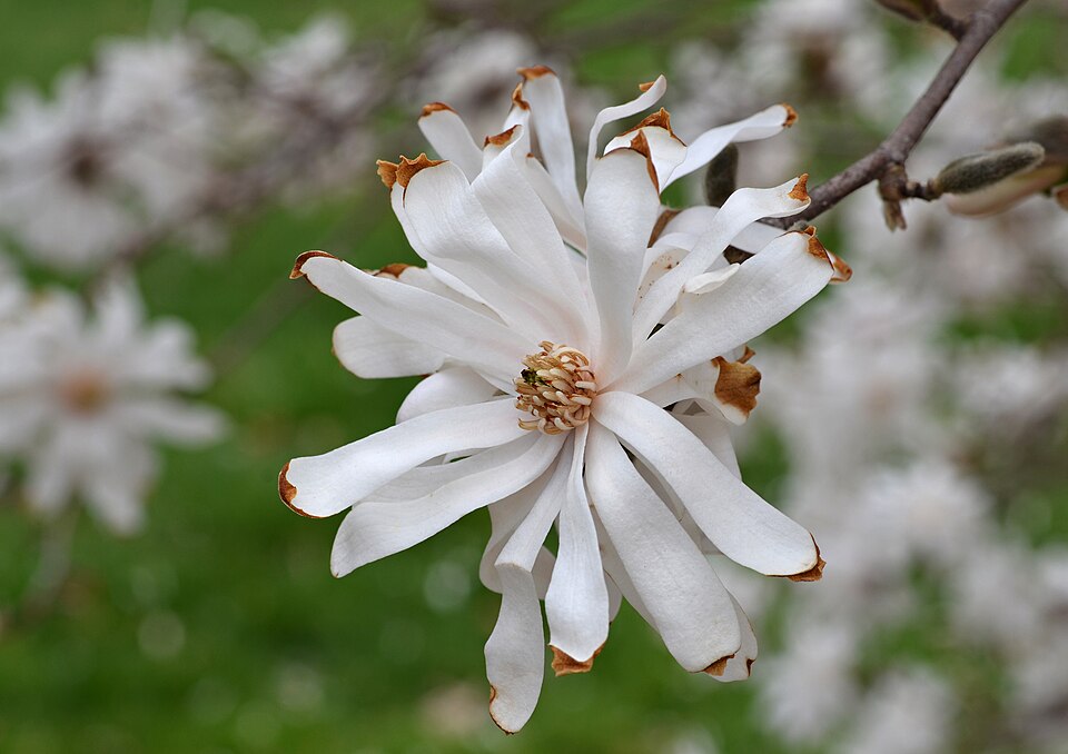 Magnolia stellata 'Royal Star' (Royal Star Magnolia Tree) (alternate view 2)