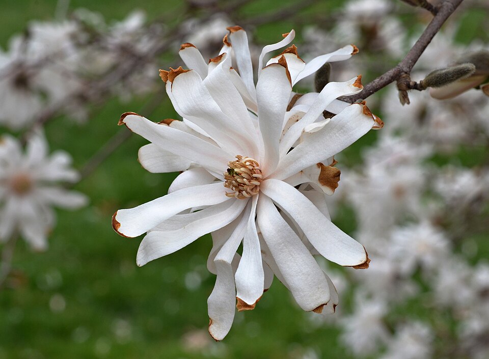 Magnolia stellata 'Royal Star' (Royal Star Magnolia Tree) (alternate view 3)