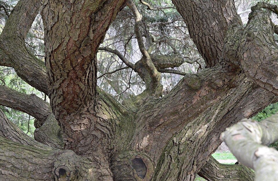 Tsuga canadensis 'Pendula' (Weeping Canadian Hemlock) (alternate view 4)