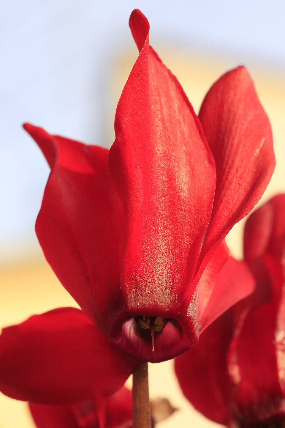 Cyclamen (Cyclamen)