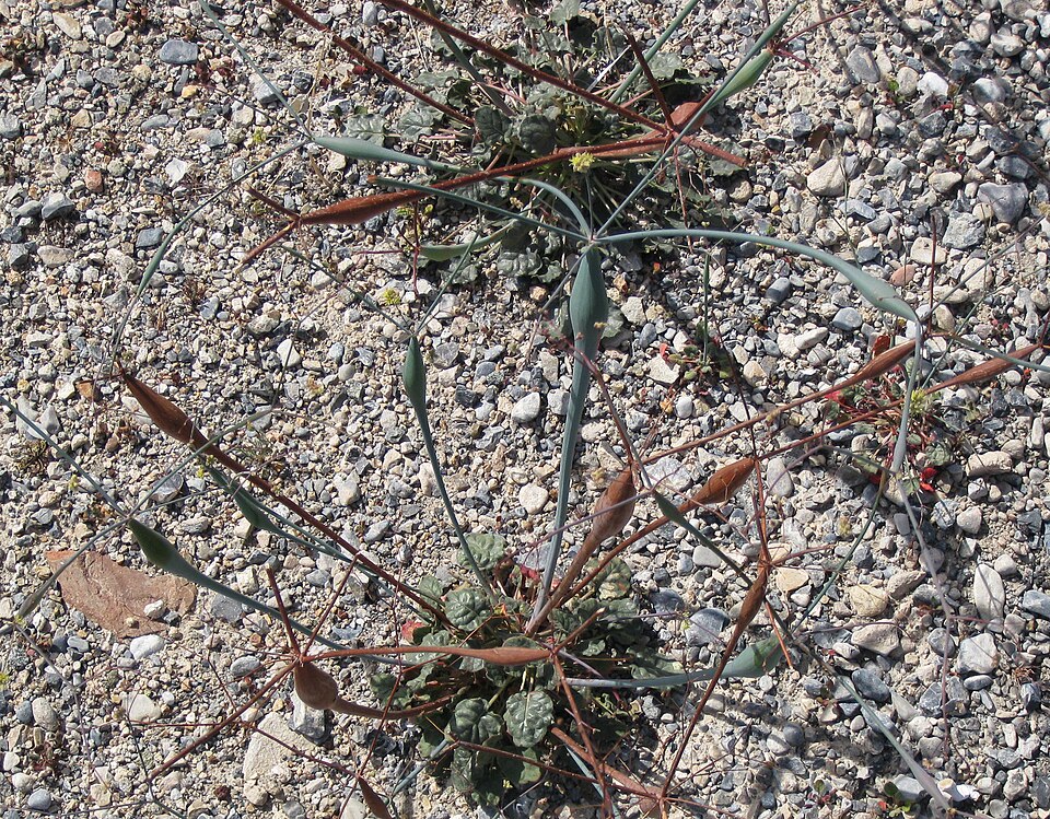 Eriogonum inflatum (Desert Trumpet) (alternate view 10)