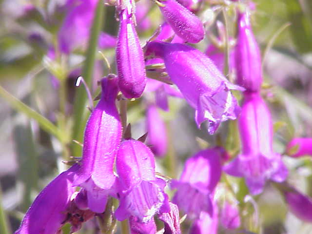 Penstemon campanulatus (Bellflower Penstemon)
