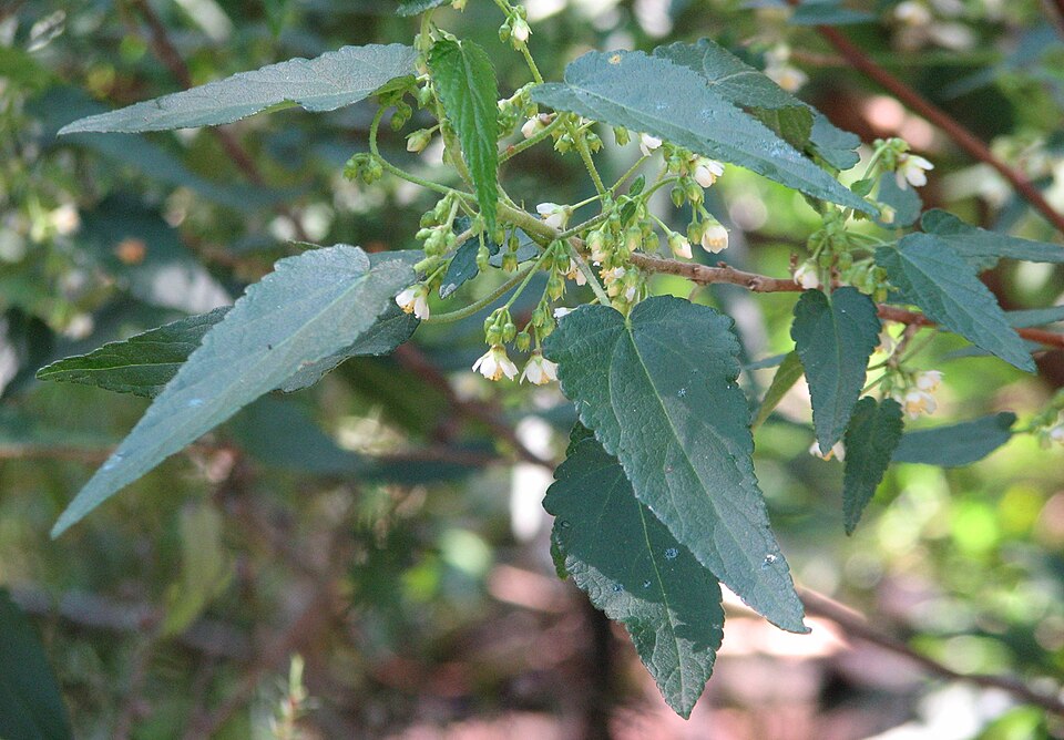Gynatrix pulchella (Hemp Bush) (alternate view 6)