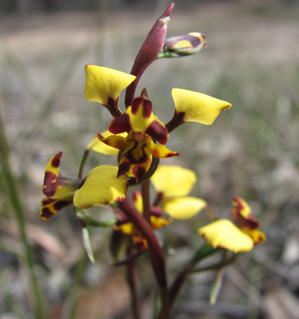 Diuris pardina (Leopard Orchid)