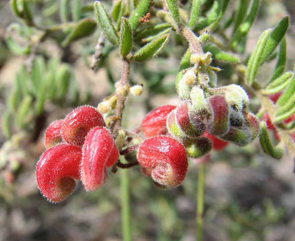 Grevillea alpina (Mountain Grevillea) (alternate view 6)