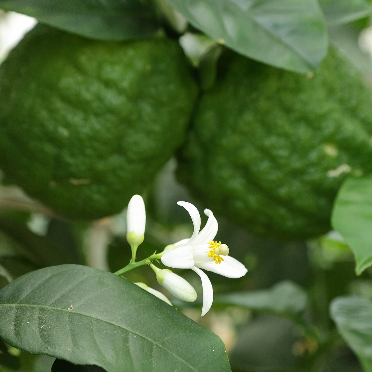 Citrus medica, Citron — spreading evergreen (Rutaceae) (image 7 of 10)