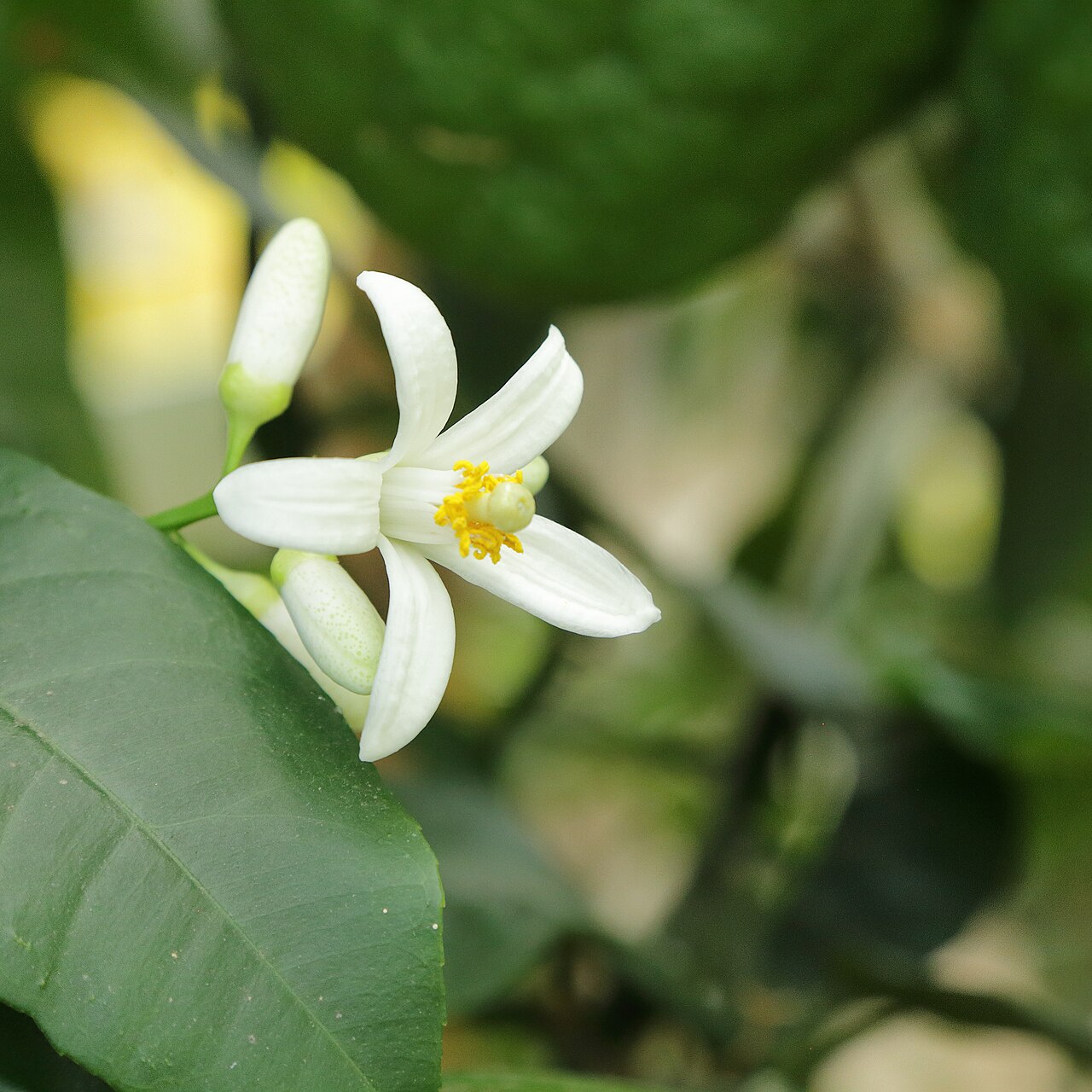 Citrus medica, Citron — spreading evergreen (Rutaceae) (image 8 of 10)