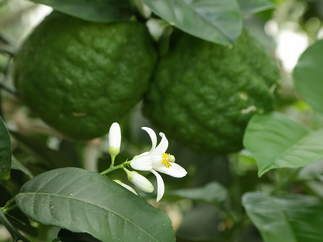 Citrus medica, Citron — spreading evergreen (Rutaceae) (image 9 of 10)