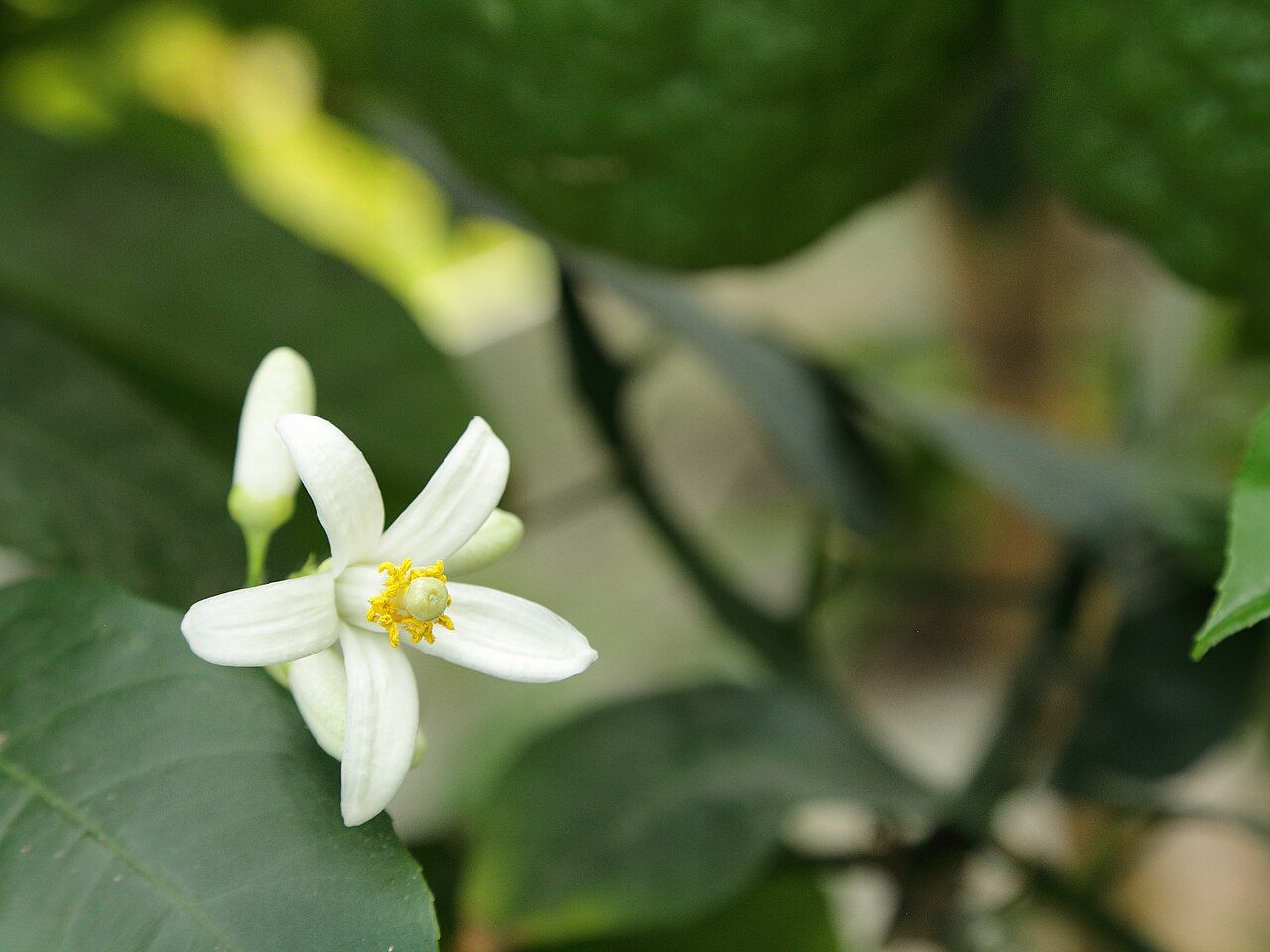 Citrus medica, Citron — spreading evergreen (Rutaceae) (image 10 of 10)