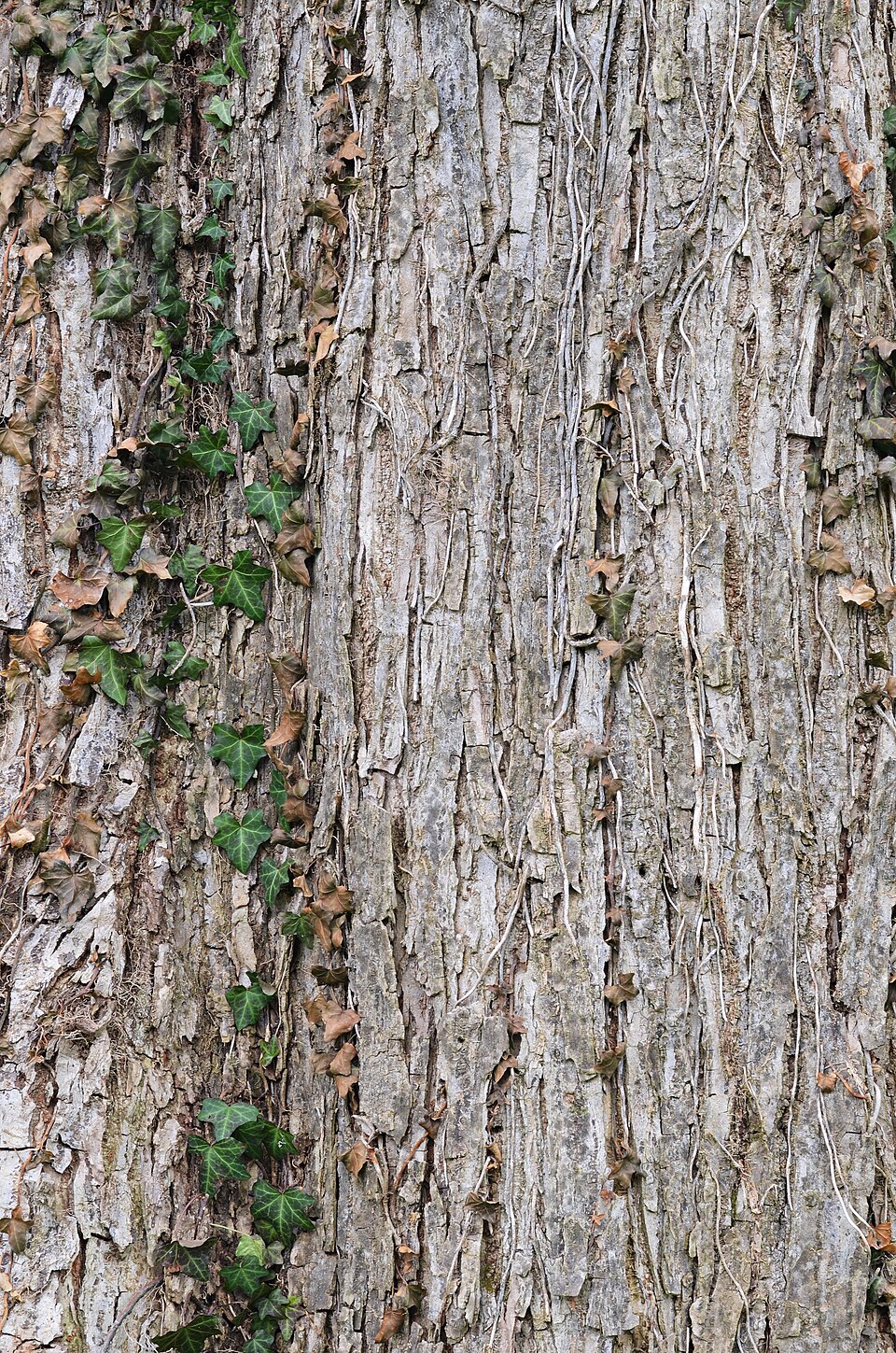 Ulmus rubra (slippery elm) (alternate view 6)