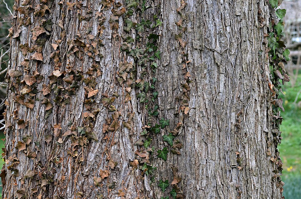 Ulmus rubra (slippery elm) (alternate view 7)