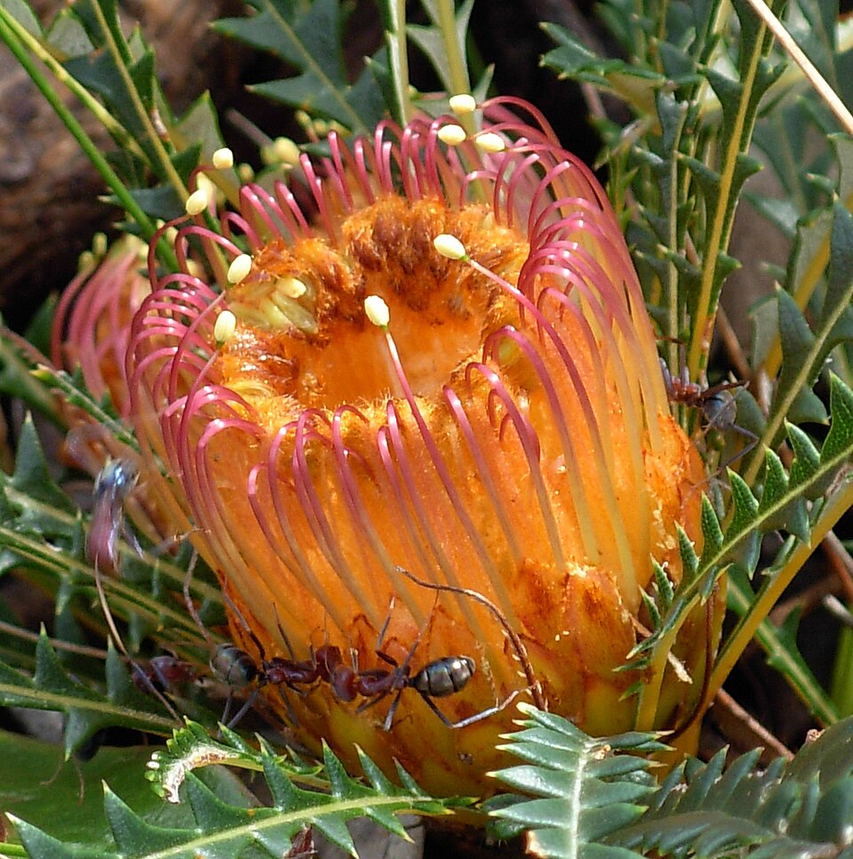 Banksia dallanneyi (couch honeypot) (alternate view 6)