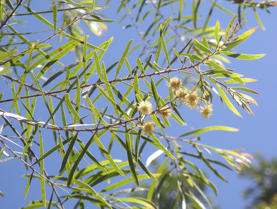 Acacia fimbriata (Brisbane wattle) (alternate view 4)