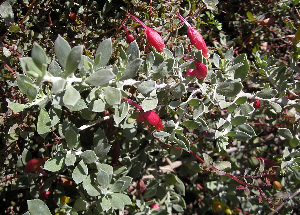 Eremophila glabra (Common Emu-Bush) (alternate view 2)