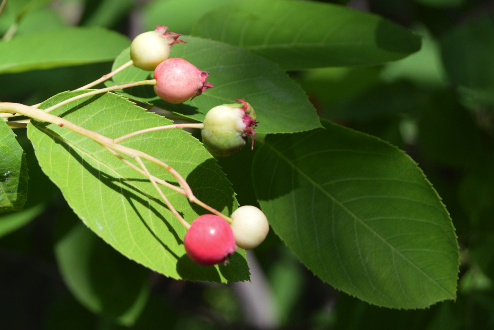 Amelanchier canadensis, Shadblow serviceberry — upright deciduous (Rosaceae) (image 7 of 10)