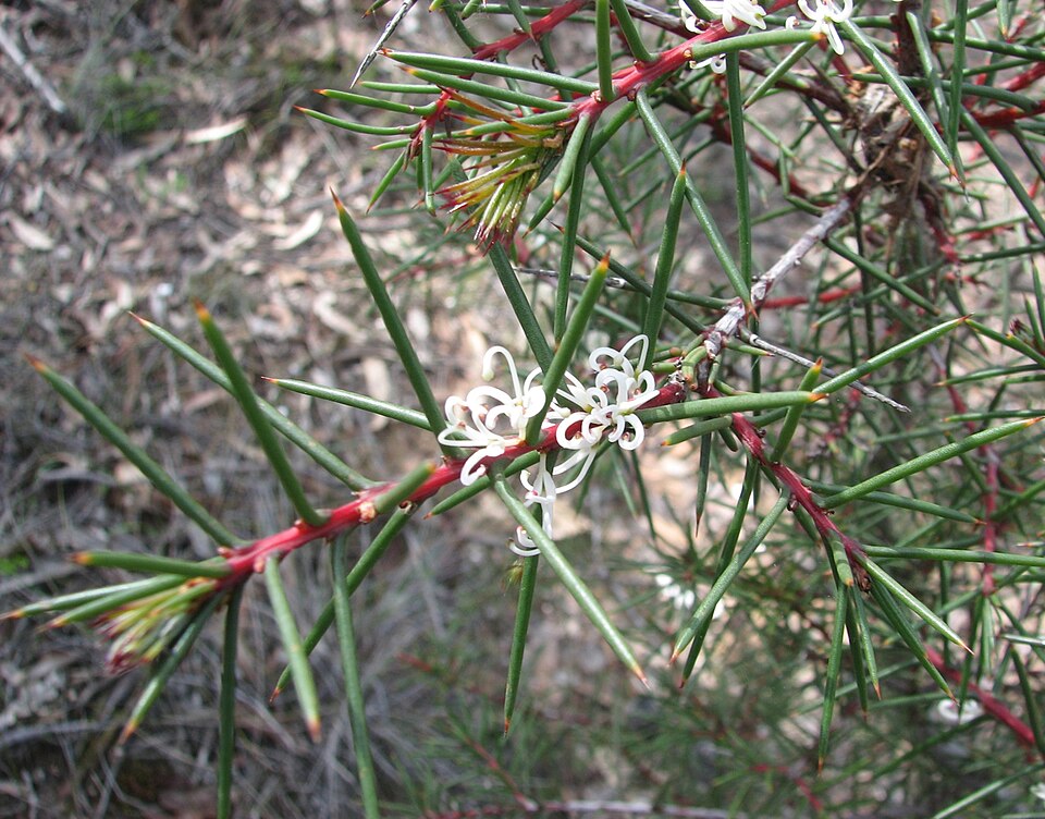 Hakea decurrens (Bushy Needlewood) (alternate view 6)