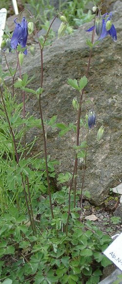Aquilegia vulgaris (columbine) (alternate view 8)